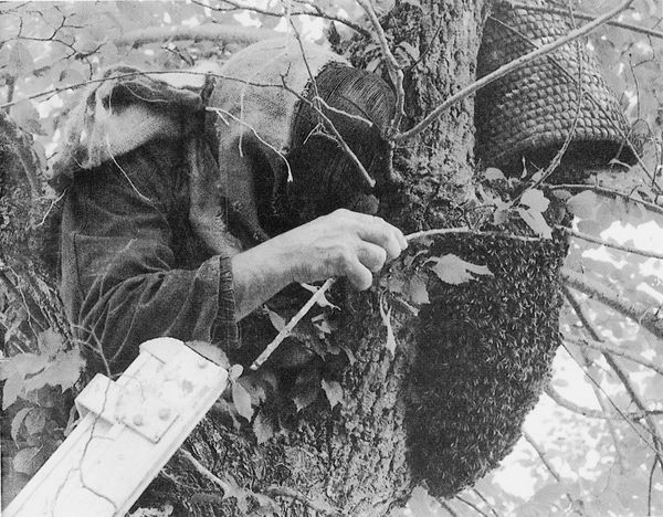 Capturando un enjambre. Fuente: Erleak. N.º 13. Bilbao, Asociación de apicultores de Vizcaya, 1991: Pedro Sáiz.