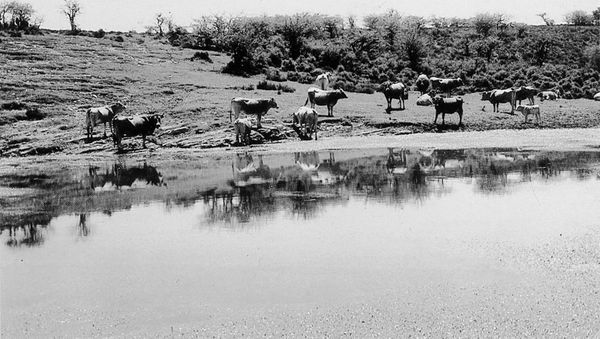 Vacas abrevando en la cabecera del Nervión, Guibijo (A), 1991. Fuente: Félix Murga, Grupos Etniker Euskalerria.