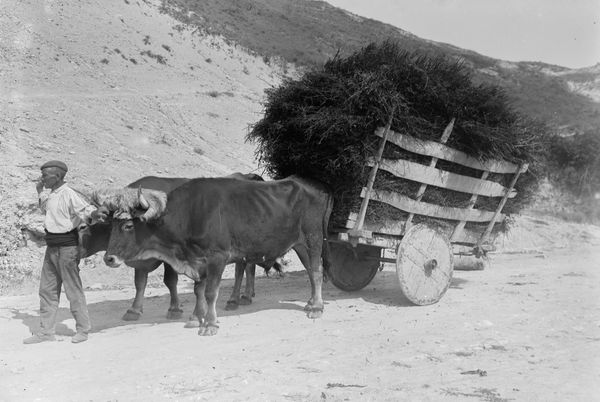 Carro alavés de ruedas macizas. c. 1950. Fuente: Archivo Municipal de Vitoria-Gasteiz: Enrique Guinea.