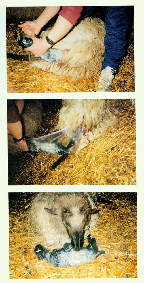 Parto de una oveja. Egino (A), 1991. Fuente: Galparsoro, Ainhoa. “Artzantzaz artzain familia batekin” in I. Gerriko idazlan sariketa. Gasteiz, Goiherriko Euskal Eskola, 1991.
