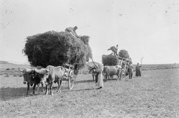 Acarreo de los haces de trigo. Álava, c. 1940. Fuente: Archivo Municipal de Vitoria-Gasteiz: Enrique Guinea.