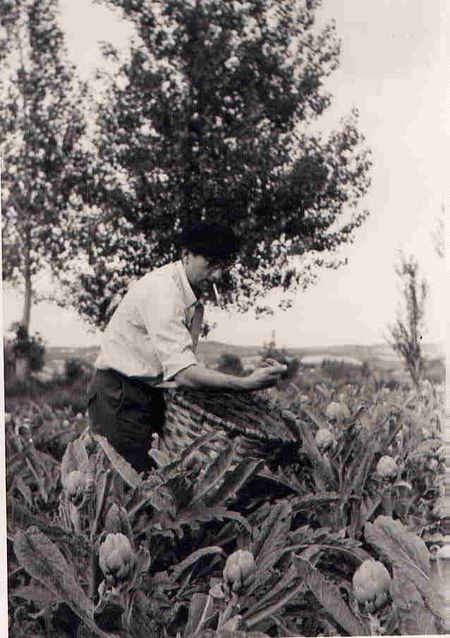 Recolectando alcachofas. Cárcar (N), años 1960. Fuente: Archivo particular P. Elías Arroniz Yoldi.