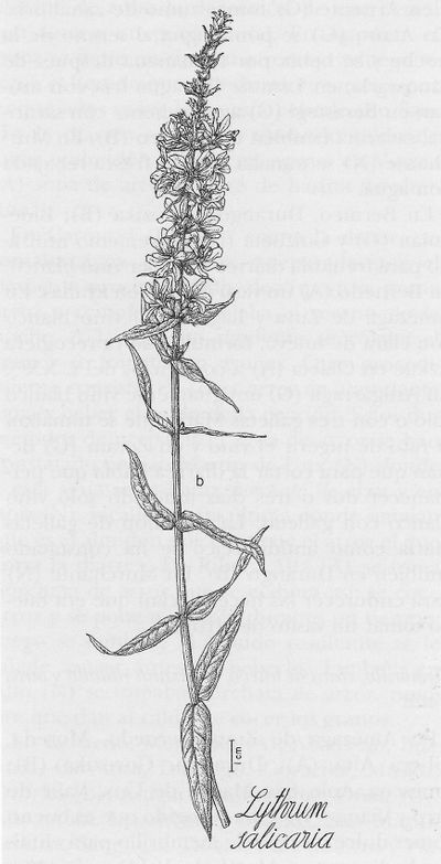 Salicaria, beheitiko-belarra. Fuente: Archivo particular Familia de Iñaki Zorrakin Altube.