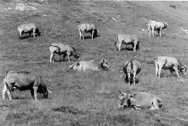 Vacas pirenaicas y de otras razas en las faldas de Ezkaurre, Valle de Roncal (N), 1997. Fuente: Arantza Arregi (Ricardo Grobas), Grupos Etniker Euskalerria.
