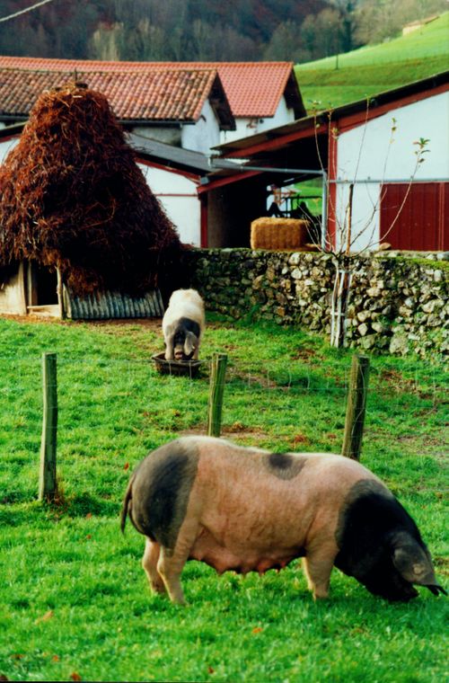 Cerdo de raza euskal txerria. Aldude (BN), 2000. Fuente: Peio Goïty, Grupos Etniker Euskalerria.