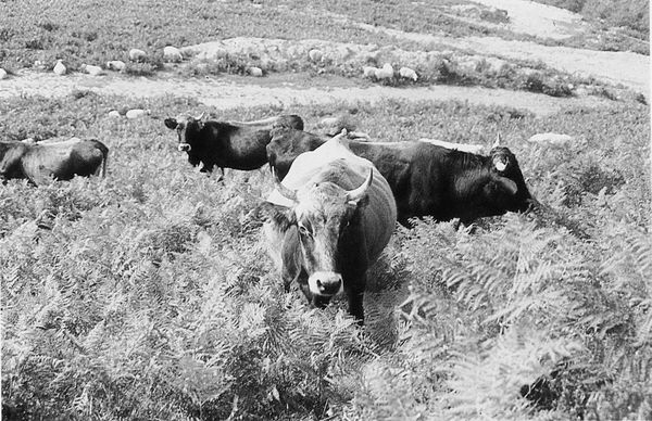 Vacas monchinas en Armañón, Carranza (B), 1988. Fuente: Luis Manuel Peña, Grupos Etniker  Euskalerria.
