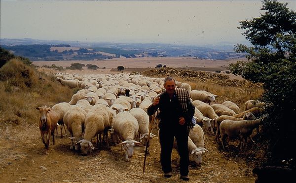 Pastor de Lanciego subiendo a Toloño (A), 1996. Fuente: José Ángel Chasco, Grupos Etniker Euskalerria.