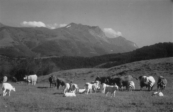 Vacas con terneros en las faldas de Ezkaurre, Isaba, Valle de Roncal (N), 1998. Fuente: Arantza Arregi (Joseba Baines), Grupos Etniker Euskalerria.