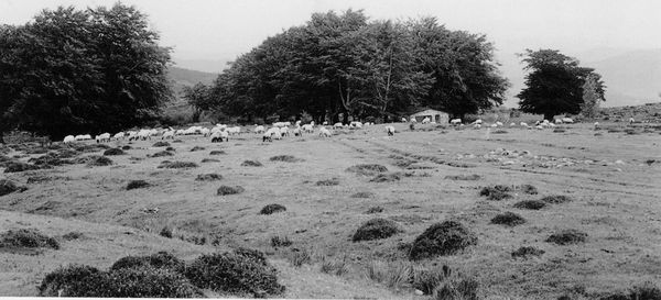 Pastando en Gorbea. Zeanuri (B), 1988. Fuente: Ander Manterola, Grupos Etniker Euskalerria.