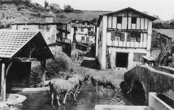 Vacas bebiendo en el río. Kanbo (L), 1950. Fuente: Peio Goïty, Grupos Etniker Euskalerria.