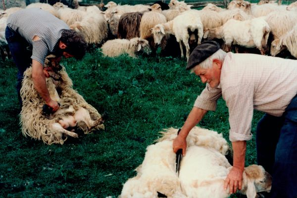 Esquilando ovejas. Ataun (G), 1985. Fuente: José Zufiaurre, Grupos Etniker Euskalerria.