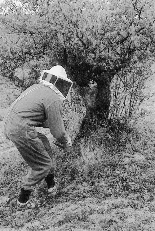 Recogiendo un enjambre de un olivo. Moreda (A), 1983. Fuente: José Ángel Chasco, Grupos Etniker Euskalerria.