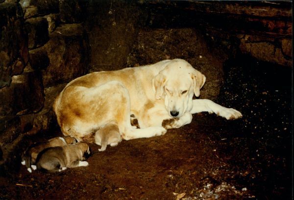 Hembra mastín con sus cachorros. Carranza (B), 1998. Fuente: Miguel Sabino Díaz, Grupos Etniker Euskalerria.