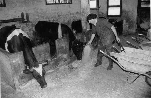 Dando de comer a las vacas. Amezketa (G), 1996. Fuente: Antxon Aguirre, Grupos Etniker Euskalerria.