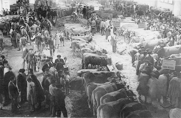 Concurso de ganado en la Plaza del Mercado de Durango (B), c. 1930. Fuente: Archivo Fotográfico Labayru Fundazioa.