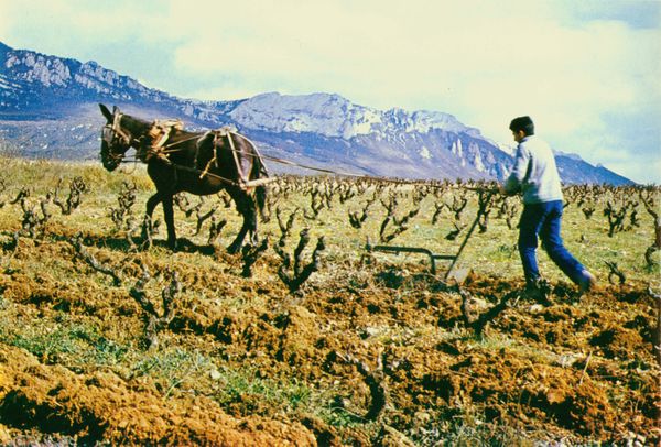 Trabajando la viña con arado. Laguardia (A), 1977. Fuente: Leizaola, Fermín. Euskaldunak. Tomo II. Donostia: 1979, p. 284.