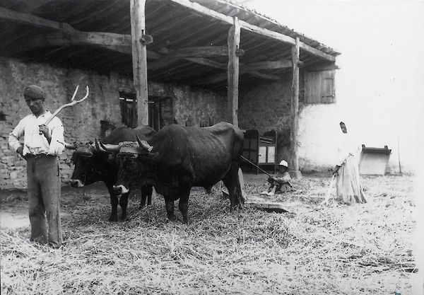 Trilla en la era. Arriaga (A), principios del siglo XX. Fuente: Archivo Fotográfico Labayru Fundazioa.