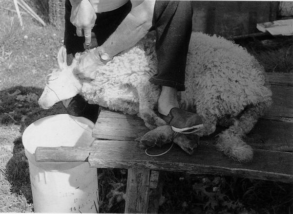 Sangrando una oveja. Bera (N), 1998. Fuente: Rondán Jimeno, Grupos Etniker Euskalerria.