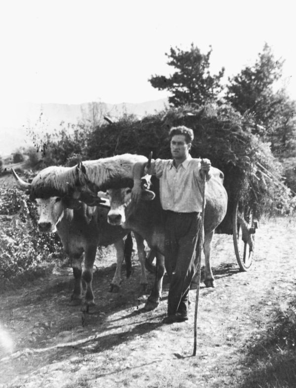 Pareja de vacas con la melena. Carranza (B), 1947. Fuente: Luis Manuel Peña (Ángel Santisteban Cerro), Grupos Etniker Euskalerria.