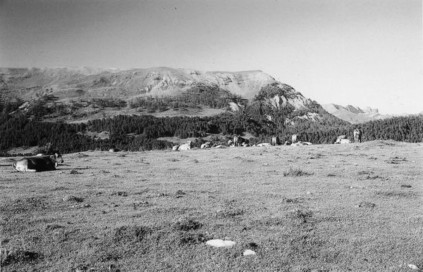 Vacas en Garbisa, Isaba, Valle de Roncal (N). Fuente: Arantza Arregi (Joseba Baines), Grupos Etniker Euskalerria.
