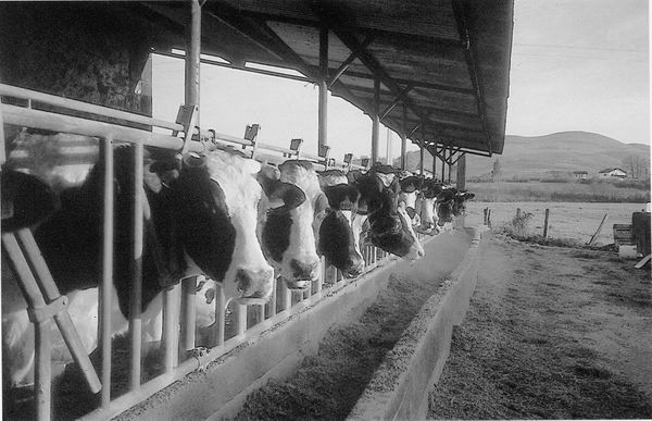 Vacas en estabulación moderna. Donazaharre (BN), 1994. Fuente: Claude Labat, Grupos Etniker Euskalerria.