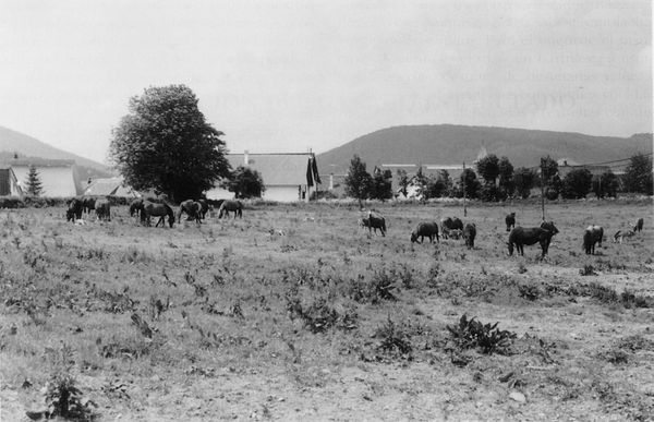 Yeguas pastando en las proximidades del pueblo. Valle de Erro (N), 1998. Fuente: Rondán Jimeno, Grupos Etniker Euskalerria.